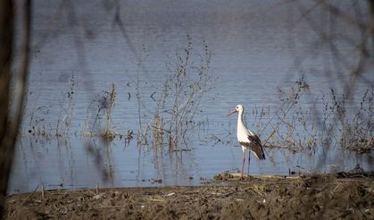 Leylekler Malatya'daki Yuvalarına Dönmeye Başladı