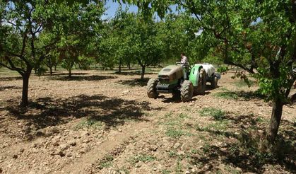 Kayısı Üreticileri Dikkat! Bunlara Çok Dikkat Edin...