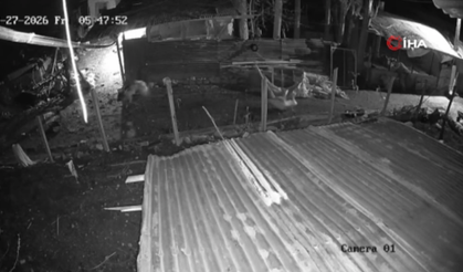 Malatya'da Kümese Giren Kurt, Kazı Alıp Böyle Kaçtı