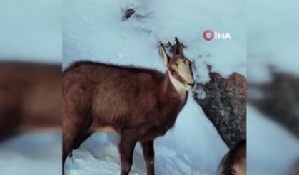 Tunceli'de şamua sürüsü böyle görüntülendi