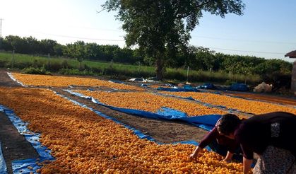Malatya’da Kayısı Bahçelerinde İşçi Arayışı Başladı