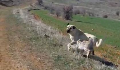 Malatya'da Vaşak-Köpek Kavgasını İnsanlar Ayırdı