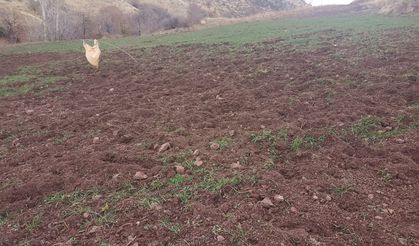 Pütürge Arıtoprak’ta Yaban Domuzu Kabusu: Çiftçinin Emeği Tehlikede