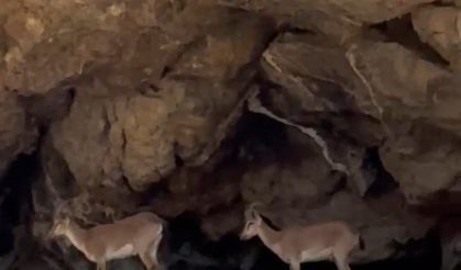 Malatya’da Yaban Keçilerinden Nefes Kesen Tırmanış