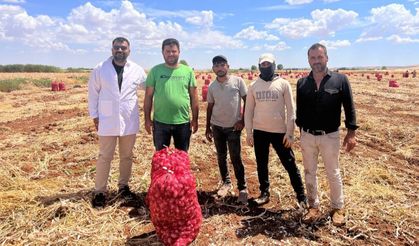 Şanlıurfa’da sarımsak hasadında buruk dönem: Hava muhalefeti verimi ve kaliteyi düşürdü