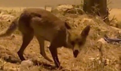 Malatya'da Tilki Alarmı! Mahalle Sokaklarında Böyle Görüntülendi