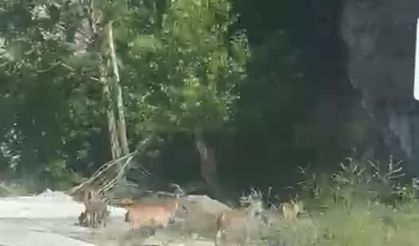 Sürü Halinde İndiler! Malatya'da Yaban Keçileri Trafiği Şaşırttı