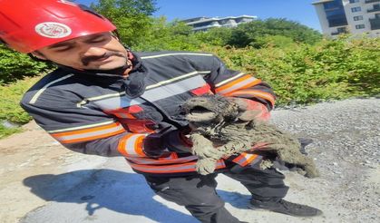 Betona Gömülen Köpek İçin Zamanla Yarış! Malatya'da Yürek Isıtan Kurtarma