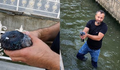 Kanala Düşen Yaralı Güvercinin Hayatını Değiştirdi! Malatya'da Yürek Isıtan Kurtarma
