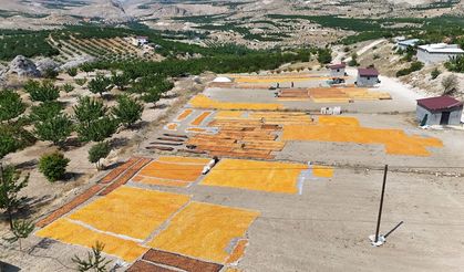 Malatya’da kayısı hasadı bitmedi! O İlçede yeniden başladı