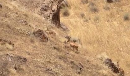 Malatya’da Doğaseverleri Heyecanlandıran Görüntü! Yaban Keçileri Ortaya Çıktı