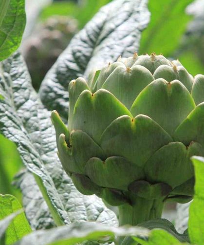 Şubatta sıraya girenler ’göbeği’ni alabildi