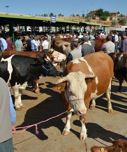 Malatya'da Kurbanlık Telaşı: Sahte Para ve Çeklere Dikkat!