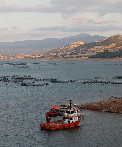 Tokat'tan Norveç, Hollanda, Rusya ve Japonya'ya balık ihracatı