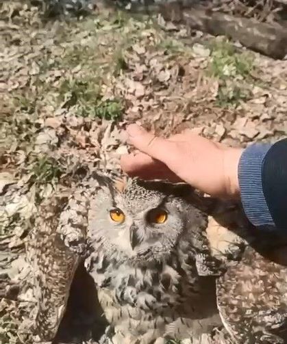 Doğada bulduğu puhu kuşunu 'fıstık' diyerek sevdi