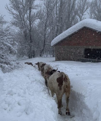 Tunceli'de kar kalınlığı 1,5 metreyi aştı: İnekler karda kayboldu