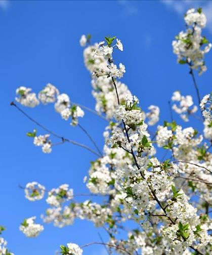 2026 Cemre Tarihleri: Baharın Müjdecisi Malatya’ya Ne Zaman Geliyor?