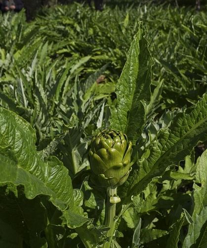 Enginar verimi ocak ve şubat yağışlarıyla arttı