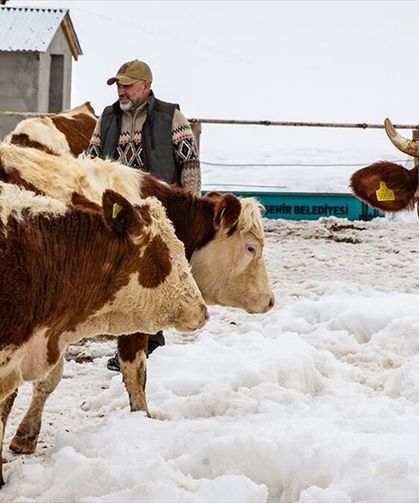 İstanbul'u bırakıp köyüne dönen mühendis hayvancılıkta örnek oluyor