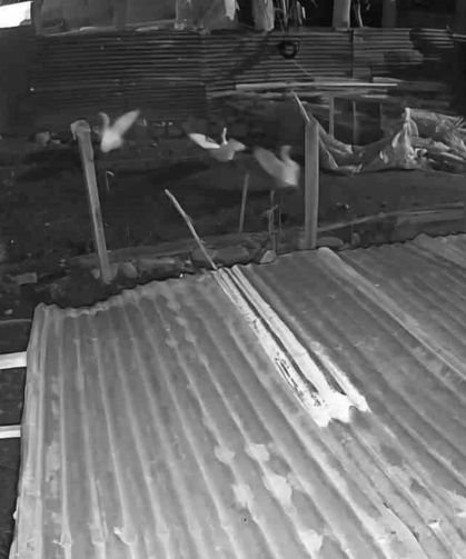 Darende’de Kurt Kümese Girdi, Kazı Alıp Kaçtı