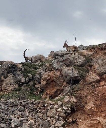 Tunceli'de Görülen Dağ keçileri Görenlerin Yüzünü Gülümsetti