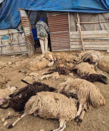 Tunceli'de kurt paniği: 64 koyun telef oldu, 11 koyun yaralı