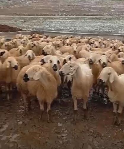 Darende’de üretici kışa rağmen üretimi bırakmadı