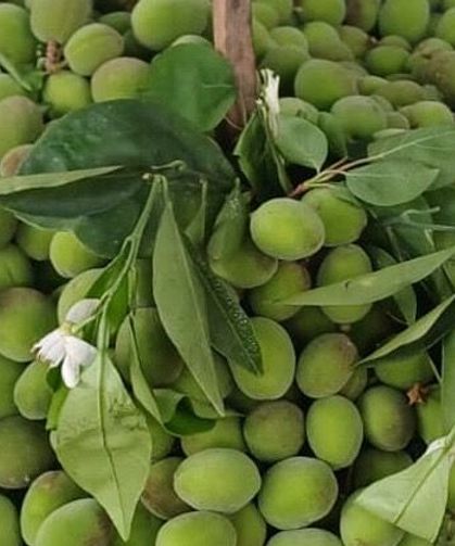 Kayısı Çiçek Açtı, Çağla Tezgâha Geldi! Fiyatlar Dikkat Çekti