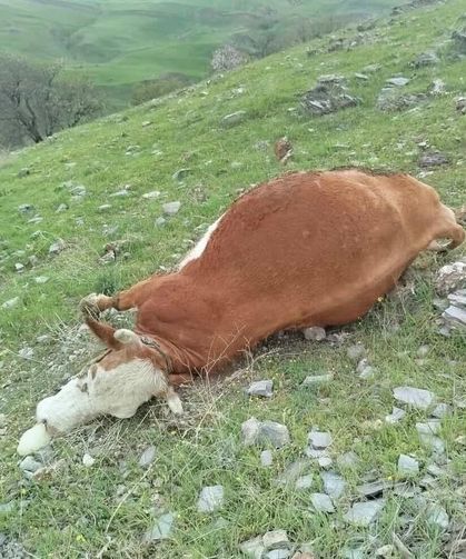 Elazığ'da Yıldırımın Çarptığı İnekler Telef Oldu