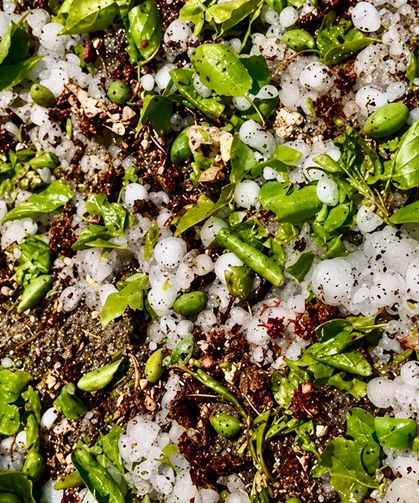 Darende’de Dolu Felaketi: Kayısı Çağlaları Yere Döküldü!