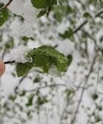 Komşuya zirai don uyarısı: 10 Nisan'a dikkat!