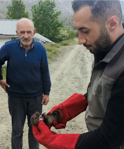 Doğanşehir'de Bulunan Sansar Yavrusu Koruma Altına Alındı
