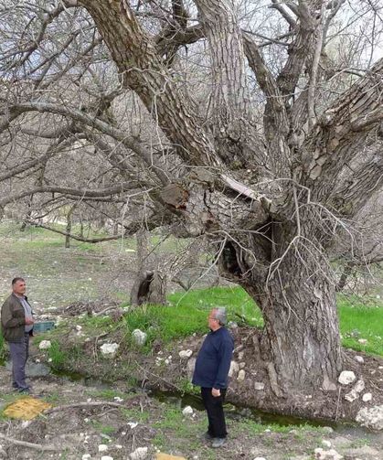 Malatya’da 270 Yıllık Ceviz Ağacı Bakın Hangi İlçede Bulunuyor?