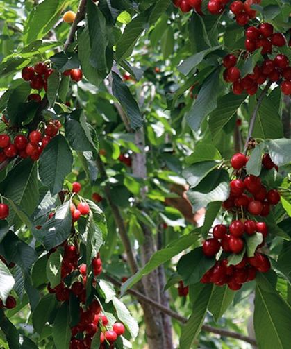 Malatya'da Milyonluk Kiraz Bahçesi İcradan Satılığa Çıkartıldı