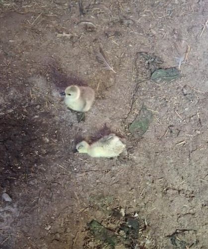 Elazığ'da Kümese Giren Yılan 5 Kaz Yavrusunu Telef Etti