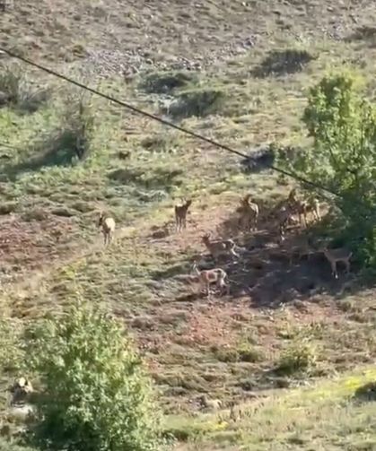 Baskil’de Nadir Görülen Anlar! Dağ Keçileri Kameraya Yansıdı