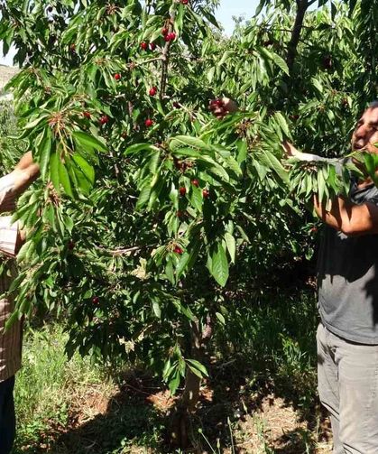 Malatya'da Kiraz Altın Değerinde: 3 Bin TL Yevmiyeye Rağmen İşçi Bulunamıyor