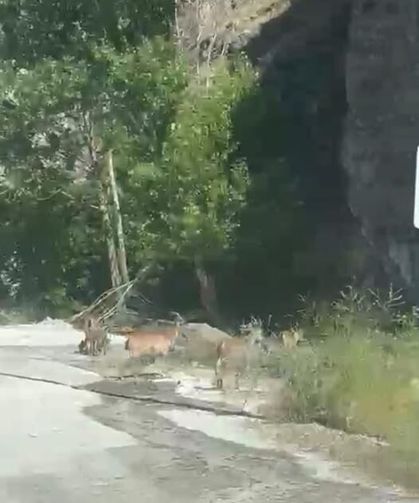 Sürü Halinde İndiler! Malatya'da Yaban Keçileri Trafiği Şaşırttı