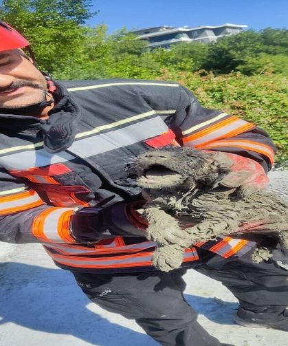 Betona Gömülen Köpek İçin Zamanla Yarış! Malatya'da Yürek Isıtan Kurtarma