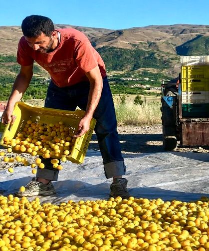 Malatya Kayısında Alarm! Üretici: "Artık Dayanacak Gücümüz Kalmadı"