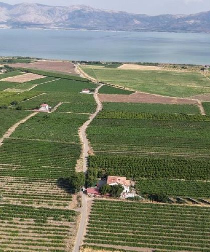 Elazığ’da Erkenci Üzüm Hasadı Başladı: Üreticinin Gözü Dış Pazarda