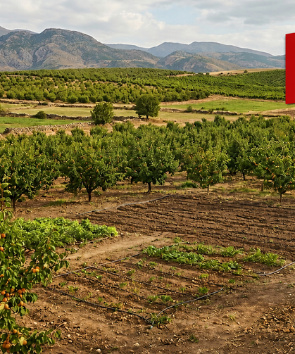 Malatya'da Bağı Bahçesi Olanlar Dikkat! Resmi Gazete'den Kritik Karar