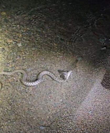 Hazar Gölü'nde Gece Kameraya Takıldı! Yılanın Balık Avı Şaşırttı