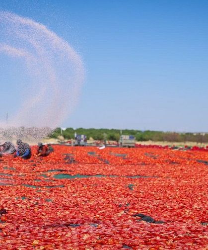 Malatya’da 350 Dekarlık Tarlada Üretiliyor! Kurutulduğu Alan İse Şaşırttı