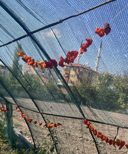 Malatya’da Kurutmalık Telaşı Başladı! Kışlık Sebzeler İplere Dizildi, Kuruma Süreleri Şaşırttı