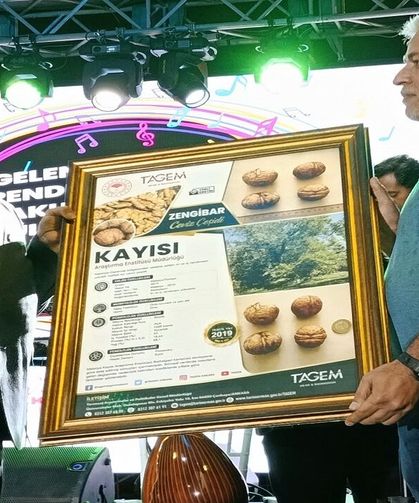 Malatya’da Kayısıya Rakip Yeni Değer! Darende’nin Tescilli Cevizi Şaşırtıyor