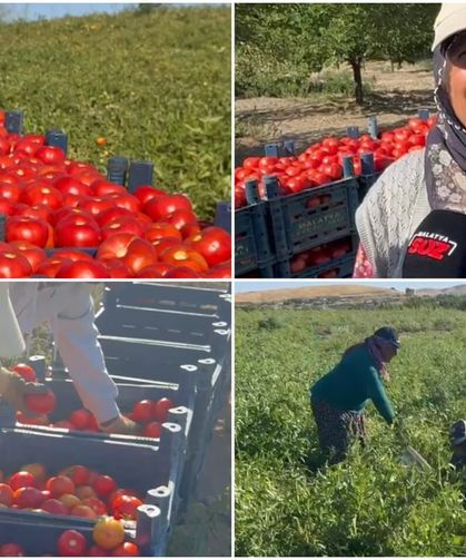 Malatya’da Tarlada 10 Lira, Markette 100 Lira! Üretici İsyan Etti: “Eken Kazanmıyor, Aracı Kazanıyor”