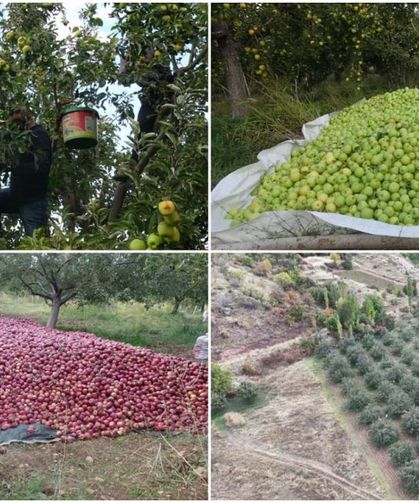 Malatya’da Geçen Yıl Don Vurdu, Bu Yıl Rekor Bekleniyor!