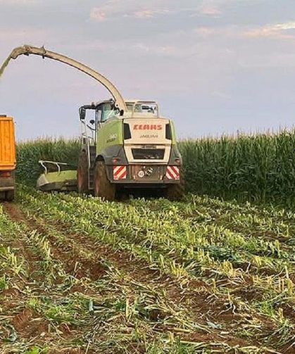 Araban Ovası’nda Mısır Bereketi! Bir Dekardan 5 Ton Ürün Alınıyor