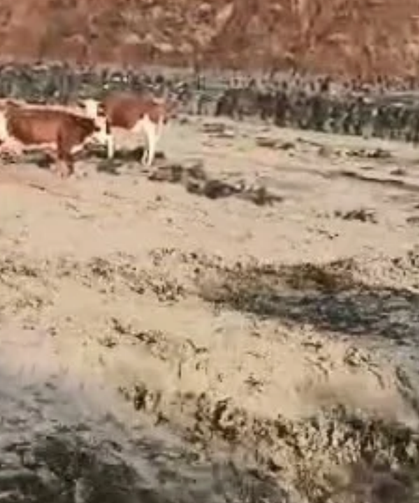 Elazığ’da Sel Sularında Mahsur Kaldılar! İneklerin Zor Anları Kamerada